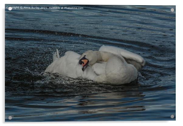 Mute swan  Acrylic by Aimie Burley