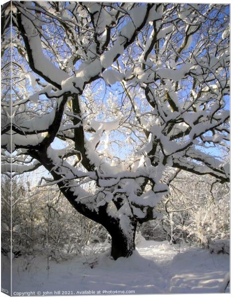 Winter tree art. Canvas Print by john hill