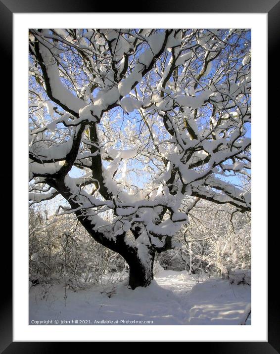 Winter tree art. Framed Mounted Print by john hill