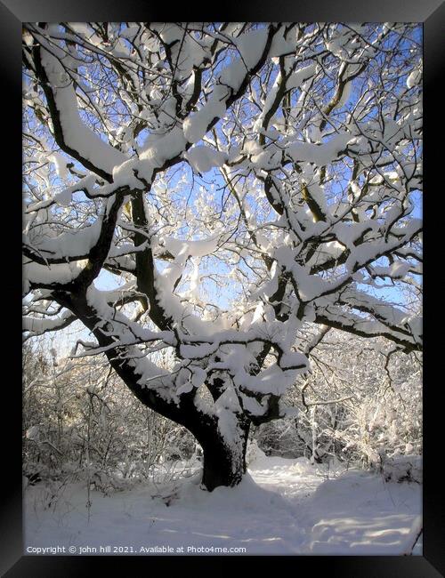 Winter tree art. Framed Print by john hill