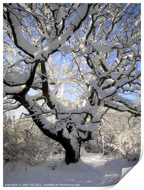 Winter tree art. Print by john hill