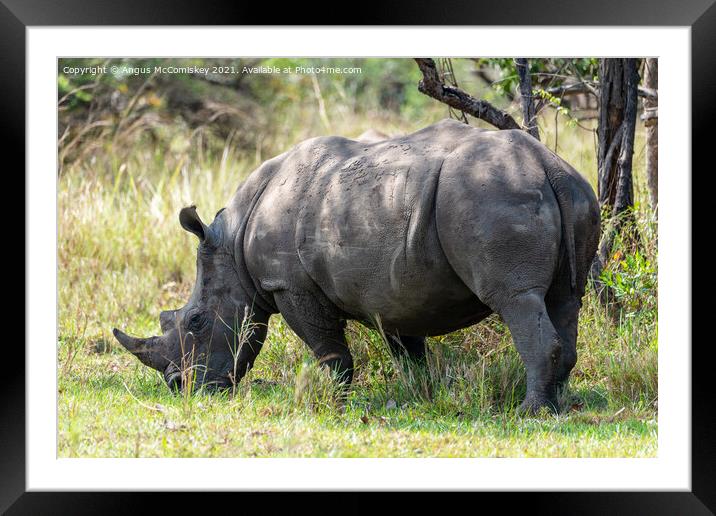 Southern White Rhino, Ziwa Rhino Sanctuary, Uganda Framed Mounted Print by Angus McComiskey