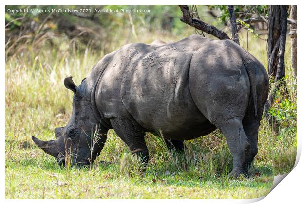 Southern White Rhino, Ziwa Rhino Sanctuary, Uganda Print by Angus McComiskey
