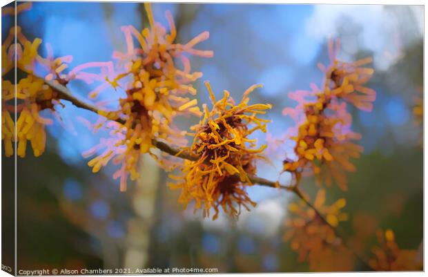 Witch Hazel Flowers Canvas Print by Alison Chambers