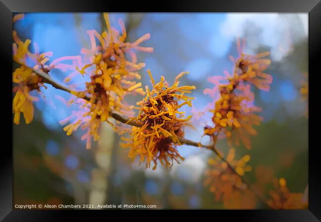Witch Hazel Flowers Framed Print by Alison Chambers