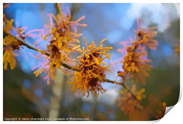 Witch Hazel Flowers Print by Alison Chambers