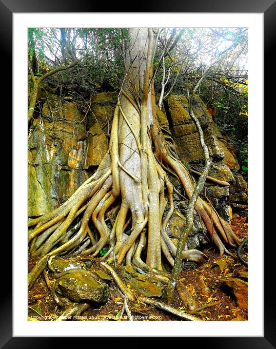 Wild Fig Tree roots Sudwala Caves South Africa Framed Mounted Print by Pieter Marais