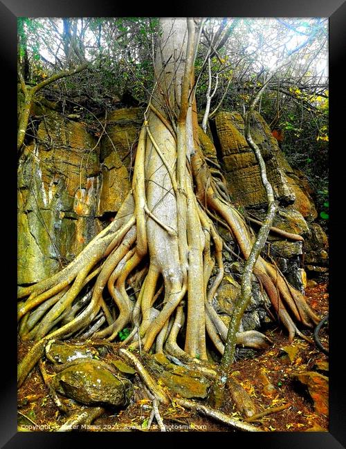 Wild Fig Tree roots Sudwala Caves South Africa Framed Print by Pieter Marais