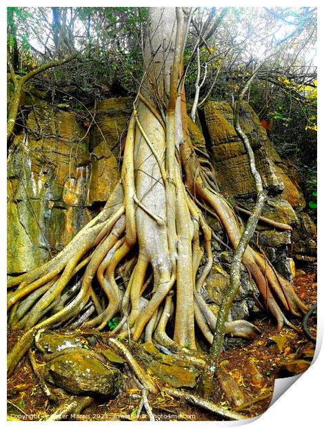 Wild Fig Tree roots Sudwala Caves South Africa Print by Pieter Marais
