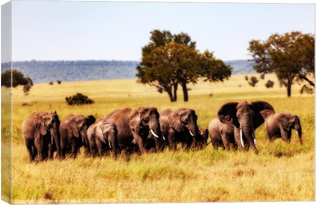 Elephant Family In The Long Grass Canvas Print by Steve de Roeck