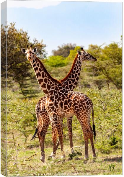 Masai Giraffe Canvas Print by Steve de Roeck