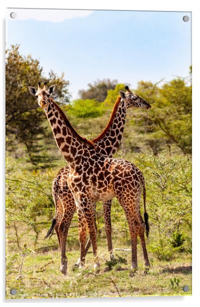 Masai Giraffe Acrylic by Steve de Roeck
