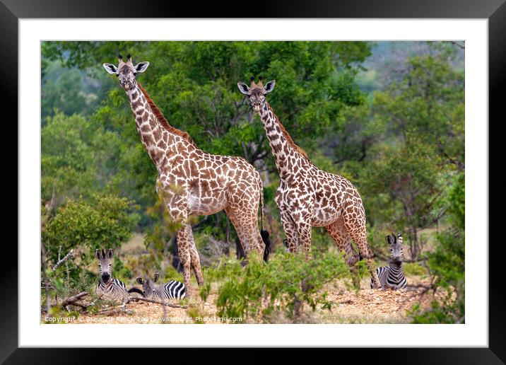 Giraffe & Zebra  Framed Mounted Print by Steve de Roeck