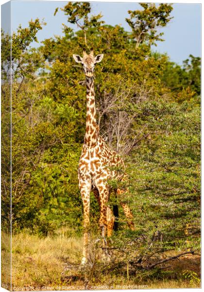 Masai Giraffe Canvas Print by Steve de Roeck