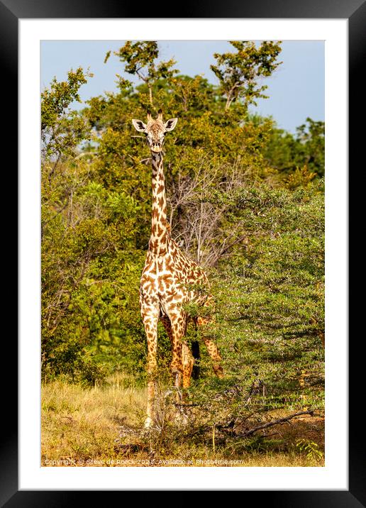 Masai Giraffe Framed Mounted Print by Steve de Roeck