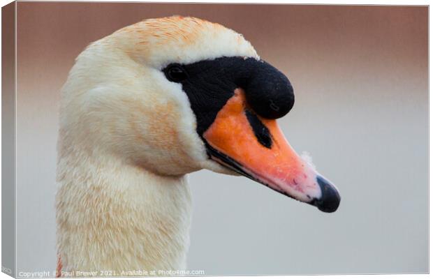 Close up Swan Canvas Print by Paul Brewer