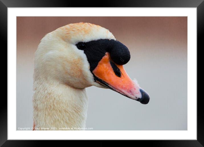 Close up Swan Framed Mounted Print by Paul Brewer