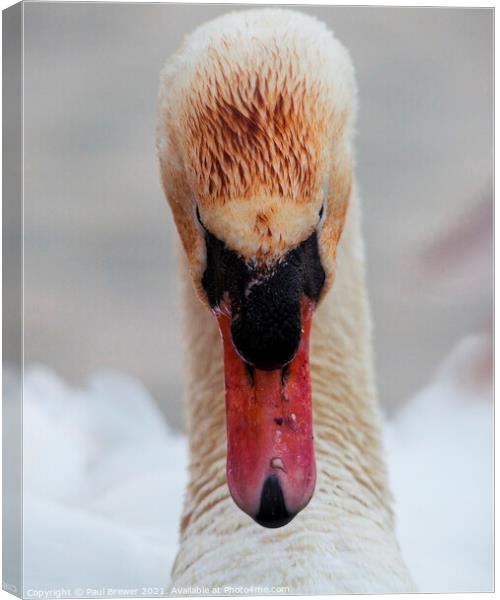 The stare of a Swan Canvas Print by Paul Brewer