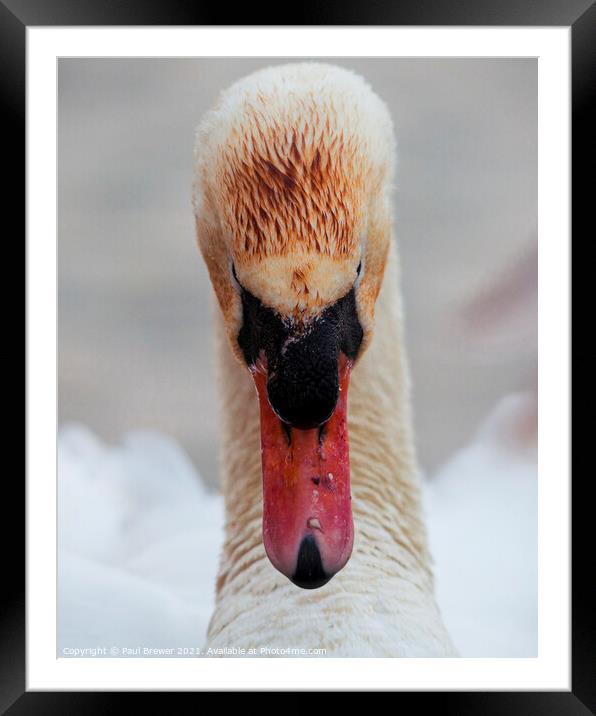The stare of a Swan Framed Mounted Print by Paul Brewer
