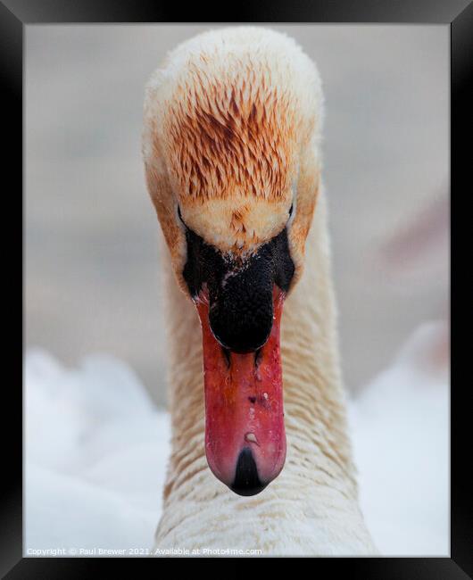 The stare of a Swan Framed Print by Paul Brewer