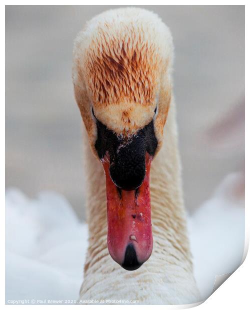 The stare of a Swan Print by Paul Brewer