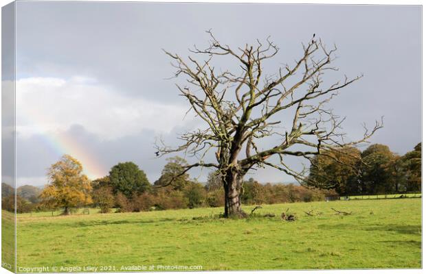 Dead tree with a rainbow Canvas Print by Angela Lilley