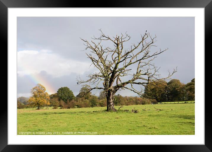 Dead tree with a rainbow Framed Mounted Print by Angela Lilley