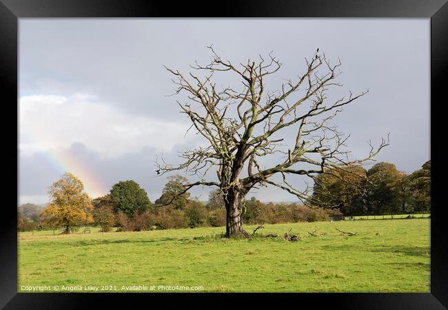 Dead tree with a rainbow Framed Print by Angela Lilley