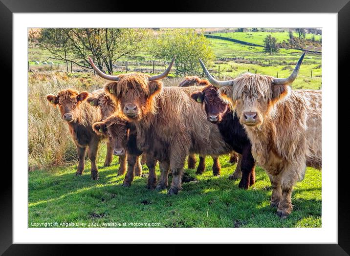 Highland Cattle group Framed Mounted Print by Angela Lilley