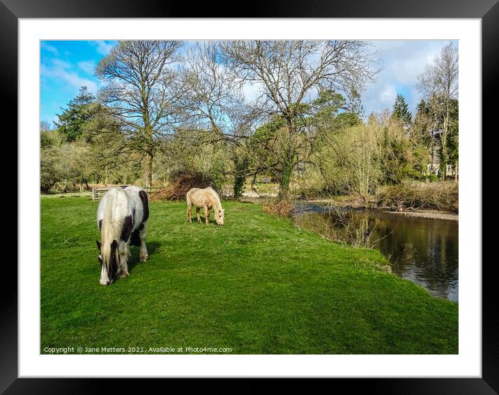 Horses Grazing  Framed Mounted Print by Jane Metters