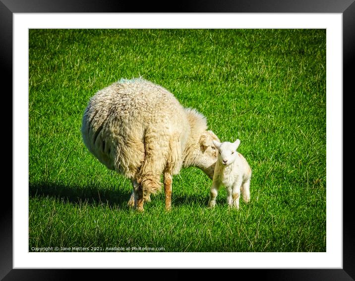 New Life Framed Mounted Print by Jane Metters