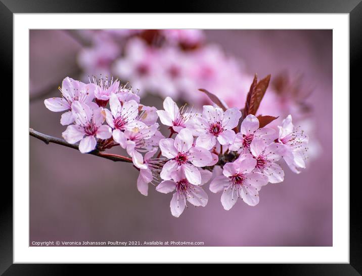Pink blossom flowers Framed Mounted Print by Veronica in the Fens