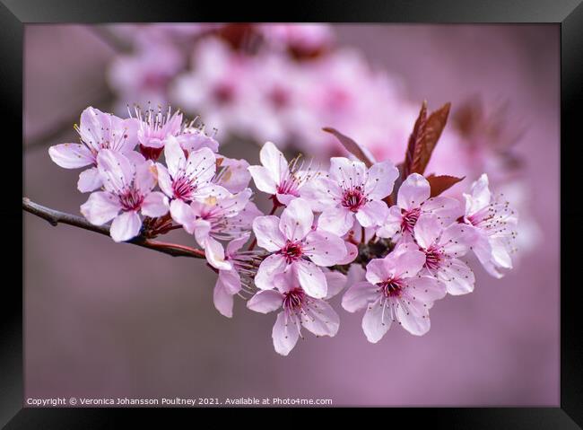 Pink blossom flowers Framed Print by Veronica in the Fens