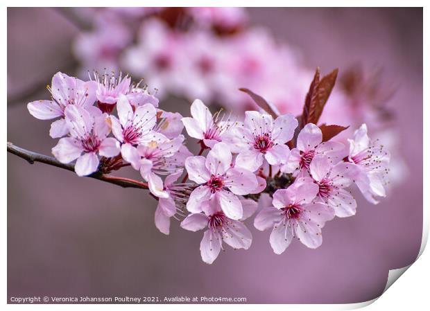 Pink blossom flowers Print by Veronica in the Fens
