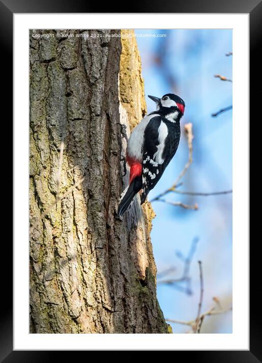 Great Spotted male Woodpecker Framed Mounted Print by Kevin White