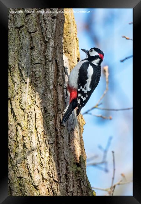 Great Spotted male Woodpecker Framed Print by Kevin White