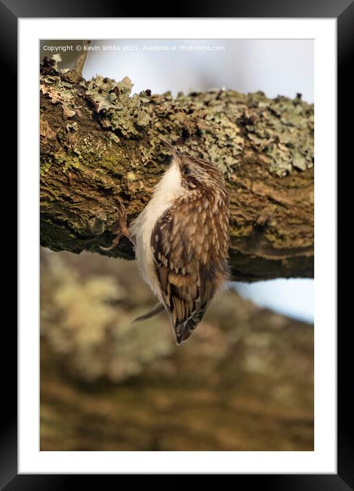Tree Creeper feeding Framed Mounted Print by Kevin White