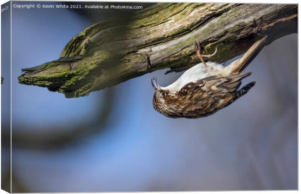 Tree Creeper Canvas Print by Kevin White