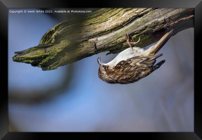 Tree Creeper Framed Print by Kevin White