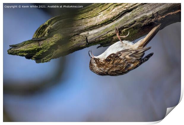 Tree Creeper Print by Kevin White