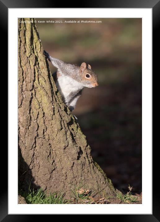 Where are my nuts Framed Mounted Print by Kevin White