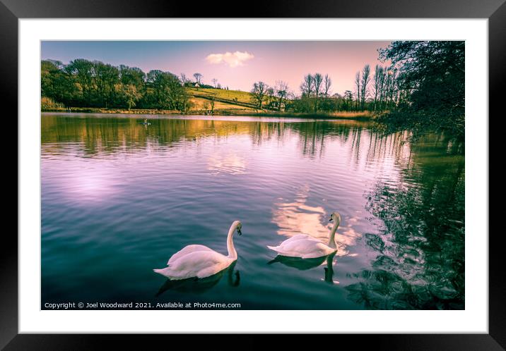 Swan Lake Framed Mounted Print by Joel Woodward