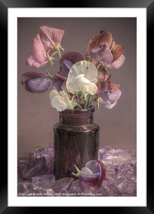 Sweet Pea Framed Mounted Print by Andy Morley