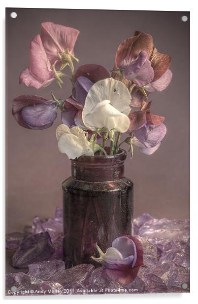 Sweet Pea Acrylic by Andy Morley