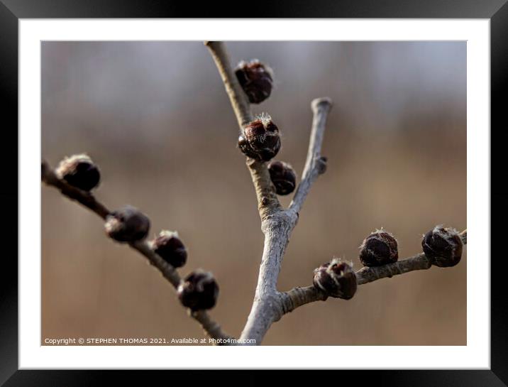 Elm Buds Framed Mounted Print by STEPHEN THOMAS