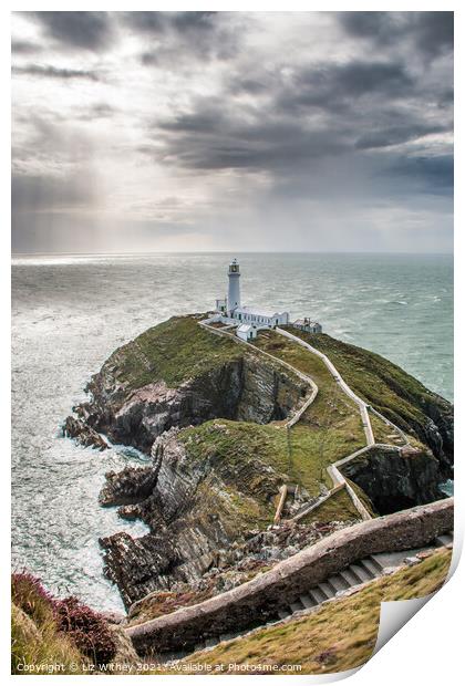 South Stack, Angelsey Print by Liz Withey