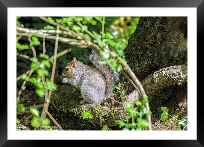 Grey or Gray Squirrel Sciurus carolinensis eating Framed Mounted Print by Nick Jenkins
