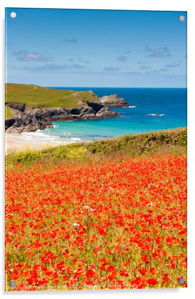Cornish Poppy Fields iii Acrylic by Helen Northcott