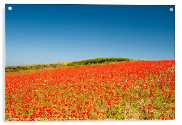 Cornish Poppy Fields iii Acrylic by Helen Northcott