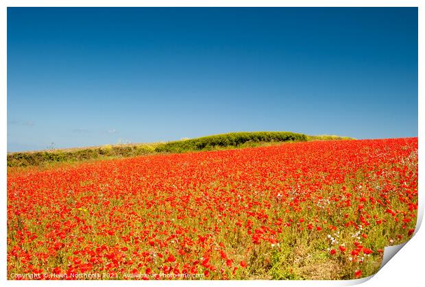 Cornish Poppy Fields iii Print by Helen Northcott